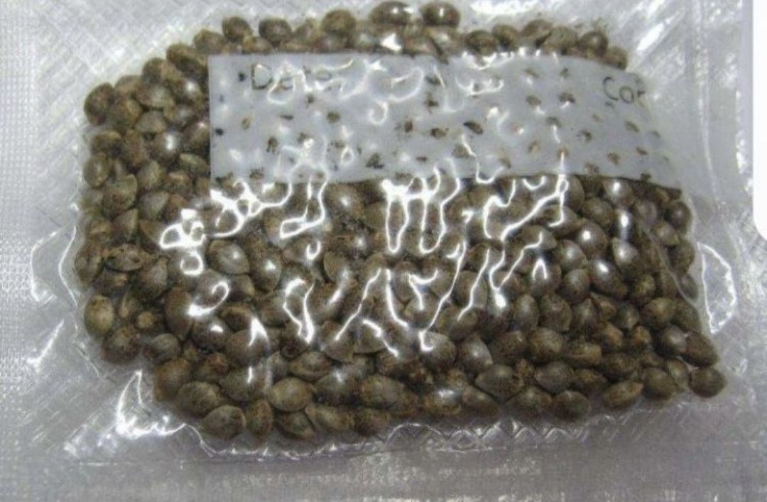 30szt‼️ Tripple G THC Feminizowane Nasiona Marihuany Growbox outdoor