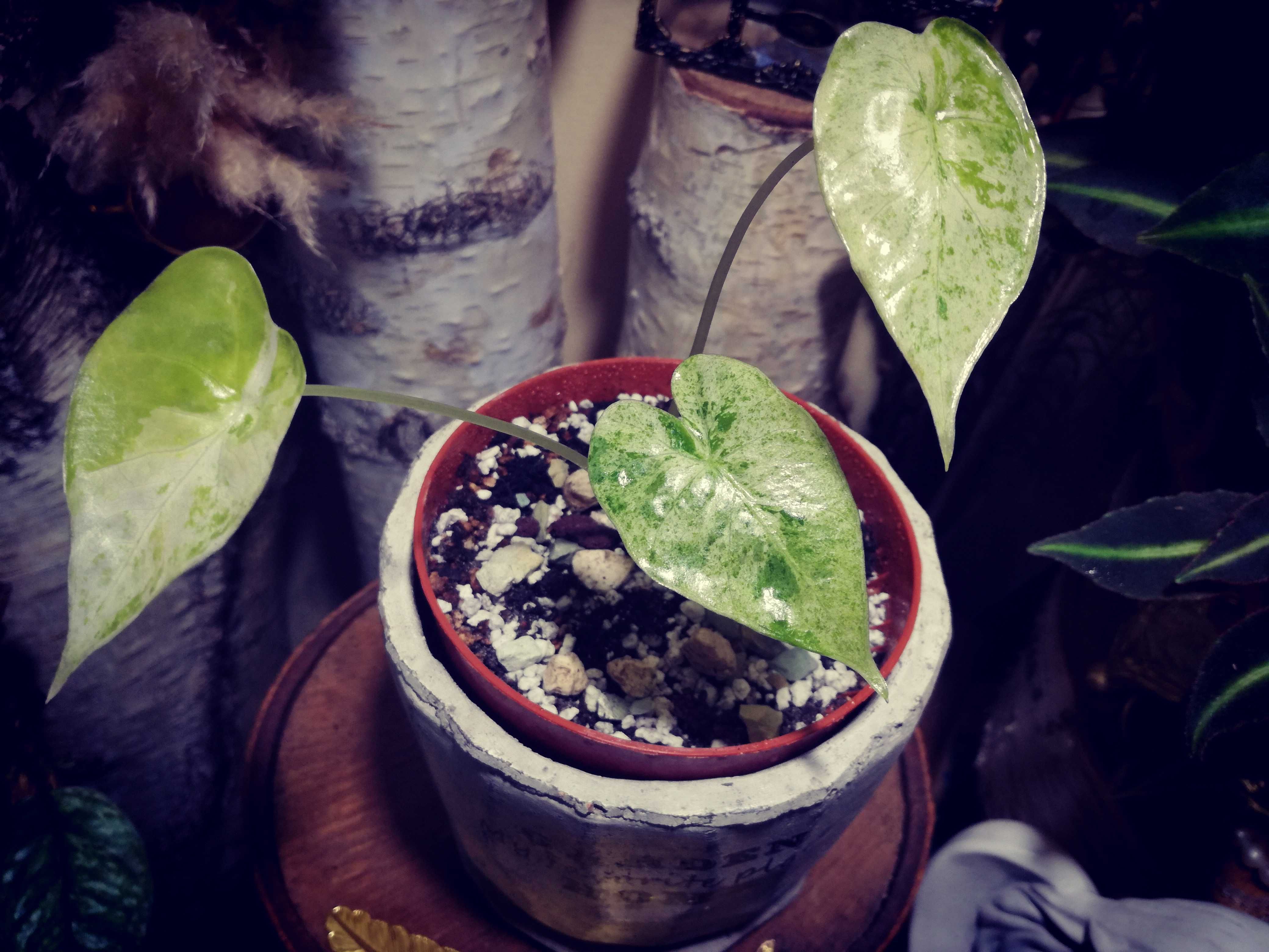 Alocasia ( Odora ) Splash Albo Variegata alokazja monstera philodendro