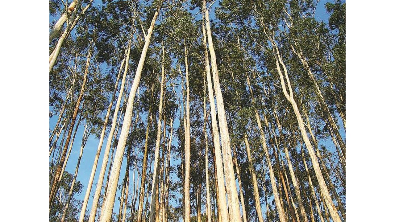 Terreno com eucaliptos (7,5 hectares)