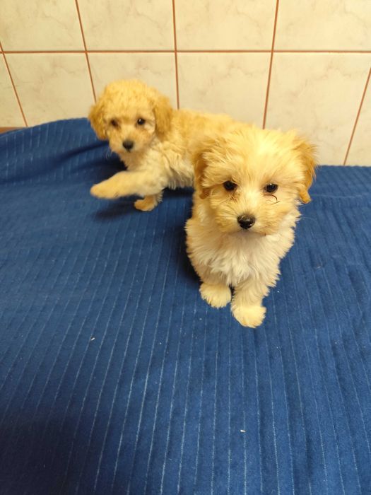 Maltipoo piesek po pudlu toyu  mini szczepiony odrobaczony z hodowli