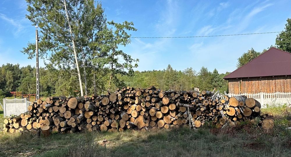 Drzewo metry brzoza i dąb