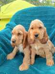 Cocker spaniel angielski