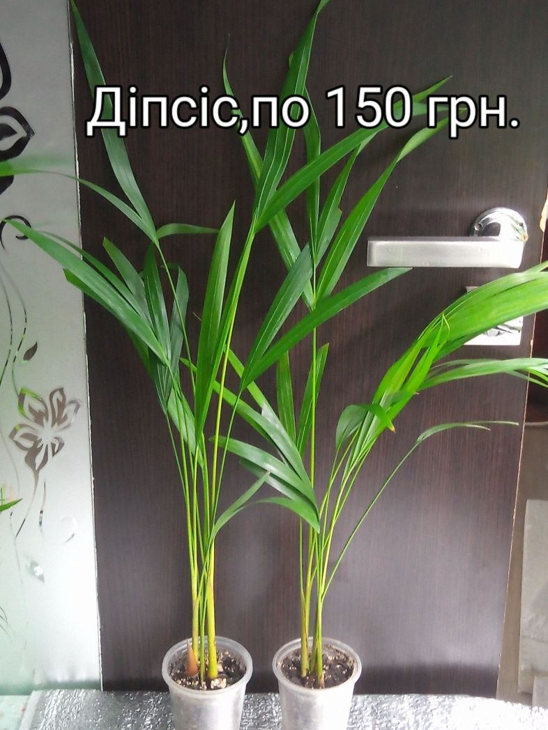 Пропоную пальми -діпсіси,хамедореї,катарактарум,молочай,дріміопсіс