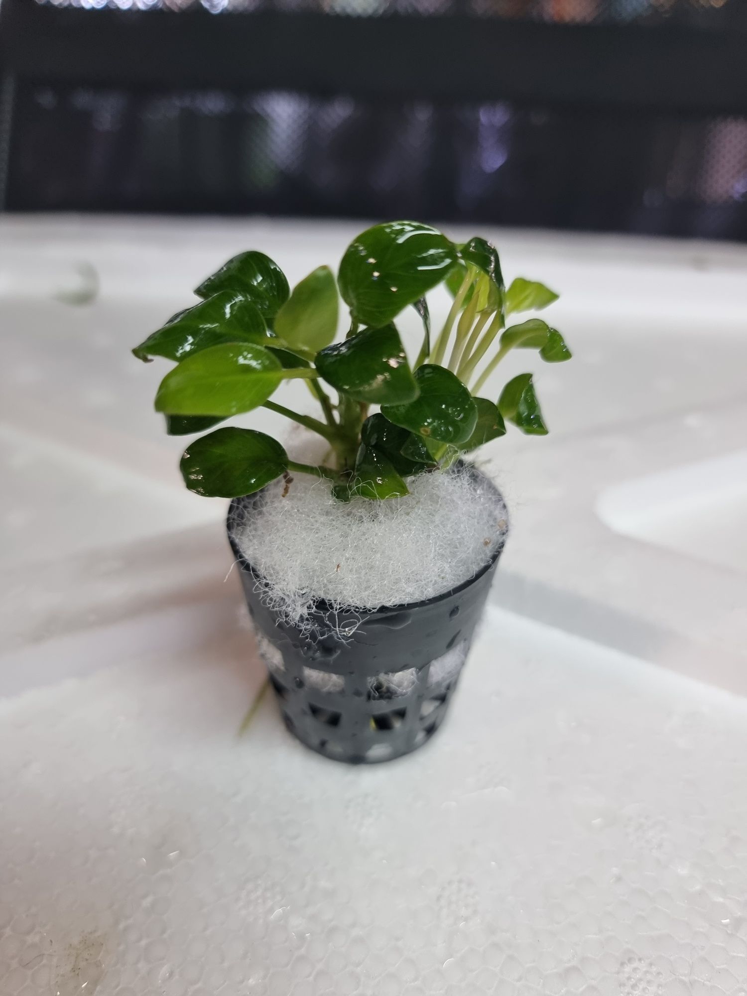 Zestaw 7 koszyków bucephalandra, anubias, microsorium,schismatoglottis