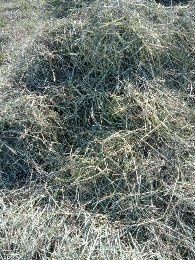 Przysmak królików sianko