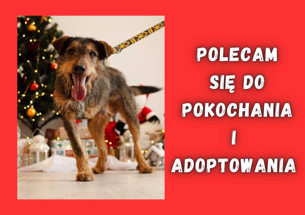 LIROY - marzy o nowym domu i rodzinie :)