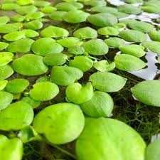 Plantas de aquário, fácil manutenção (pack 5€)Cabombas/valisnerias etc