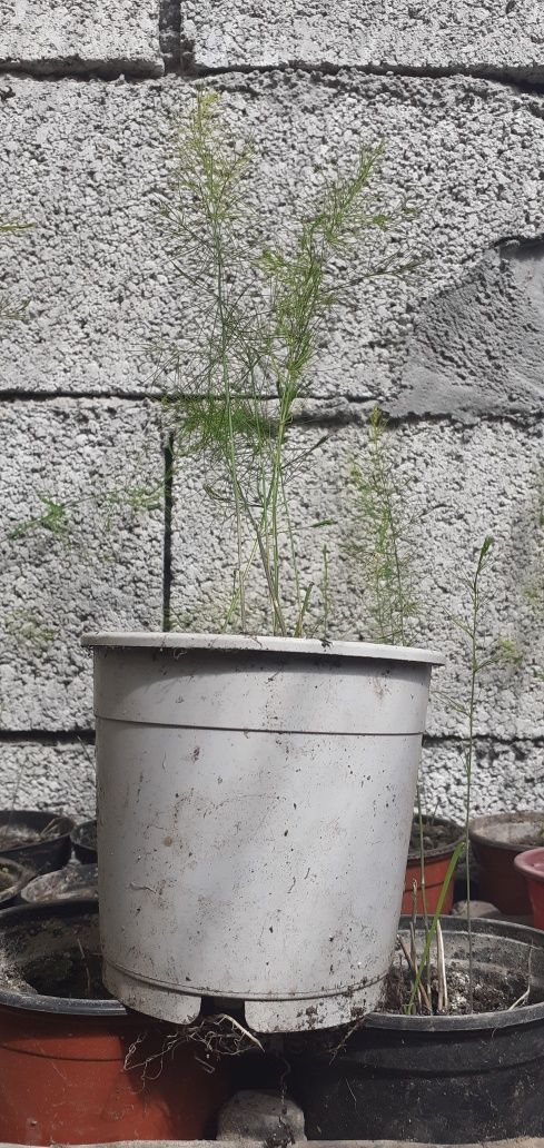 plantas espargos em vaso