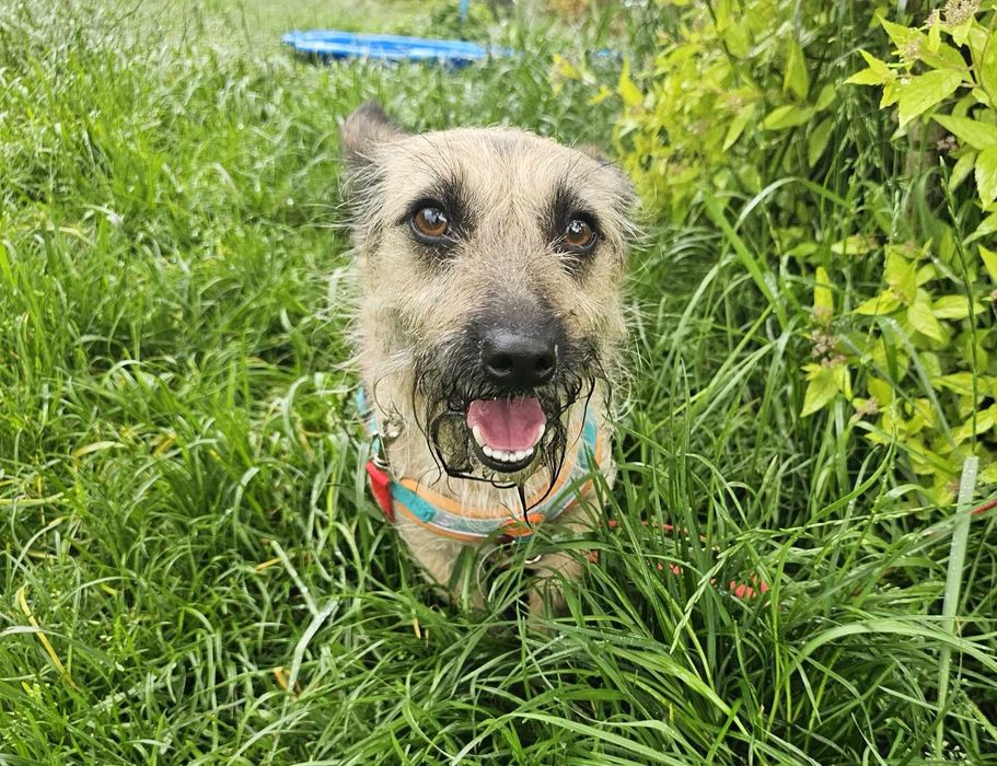 Malutka 6kg sunia szuka domu