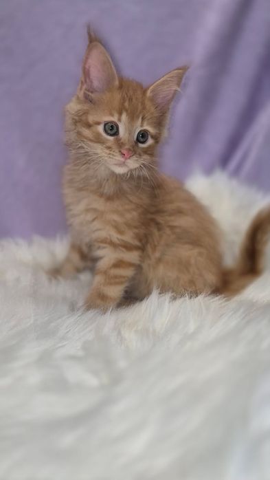 Śliczny kocurek Maine Coon