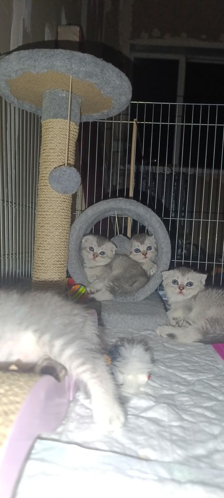 Шотландские СкоттишСтрайт и СкоттишФолд