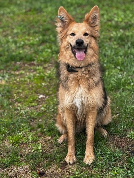 отдам бесплатно собаку, Ириска очень красивая