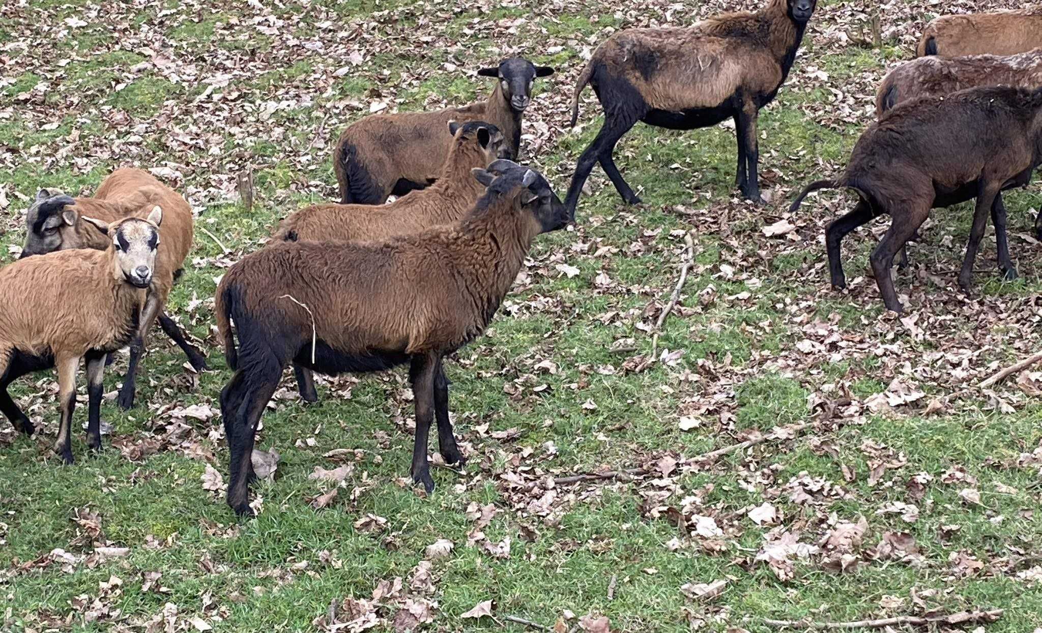 Owce kameruńskie sprzedam/ zamienię