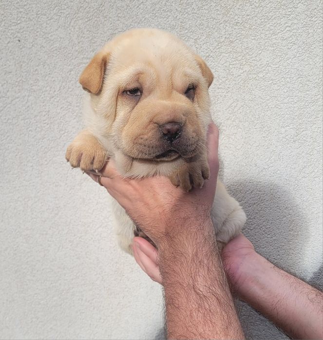 Sharpei femea creme