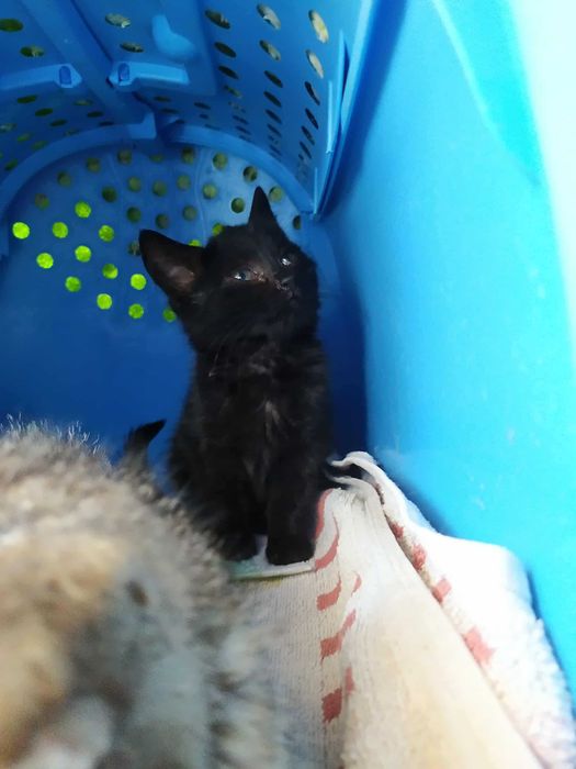 Kochane kotki szukają domów