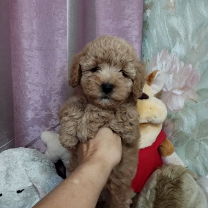 Пудель. Чудесные щеночки