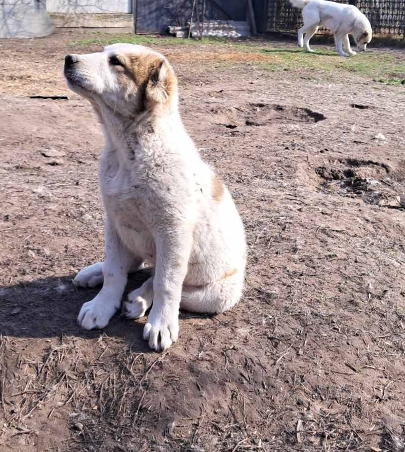 Продаются чистокровные щенки Алабаи