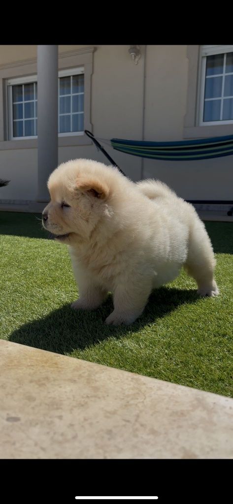 Magnífica chow chow fêmea