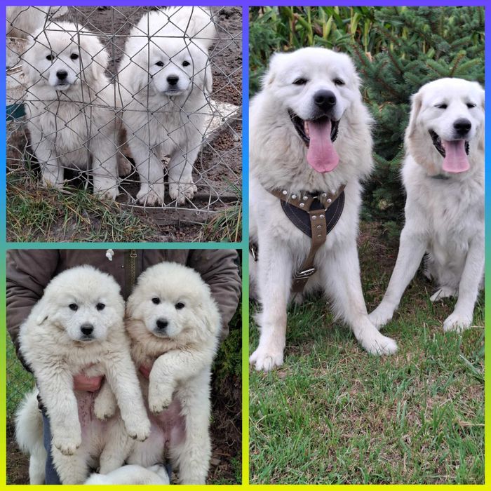 Sprzedam rodzinę Polski Owczarek Podhalański,. Razem za 3000 zł.