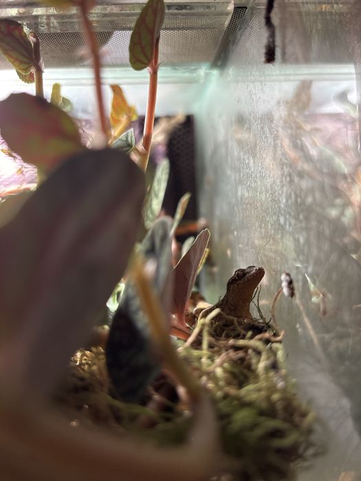 Gekon płaczący (dorosle)