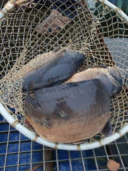 Sprzedam ryby Karo Jesiotr Sum Szczupak Tołpyga