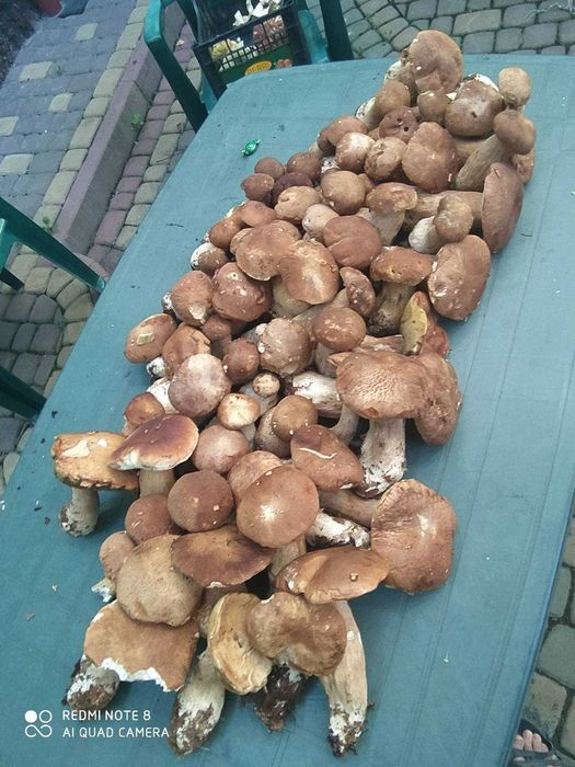 Білі гриби мариновані