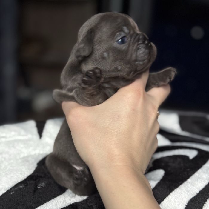 Продам цуценят французького бульдога