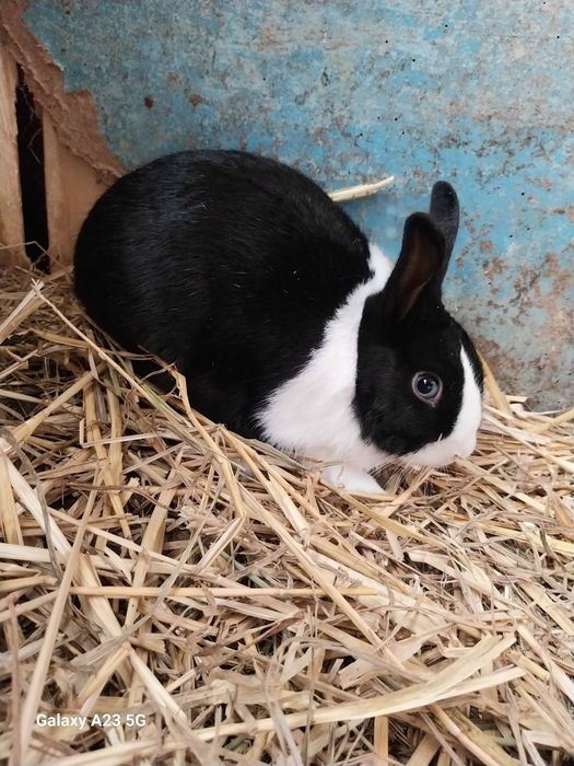 Witam sprzedam dwa króliki