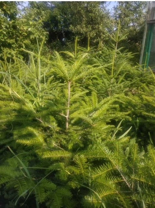 Продам ель ёлку  карпатскую