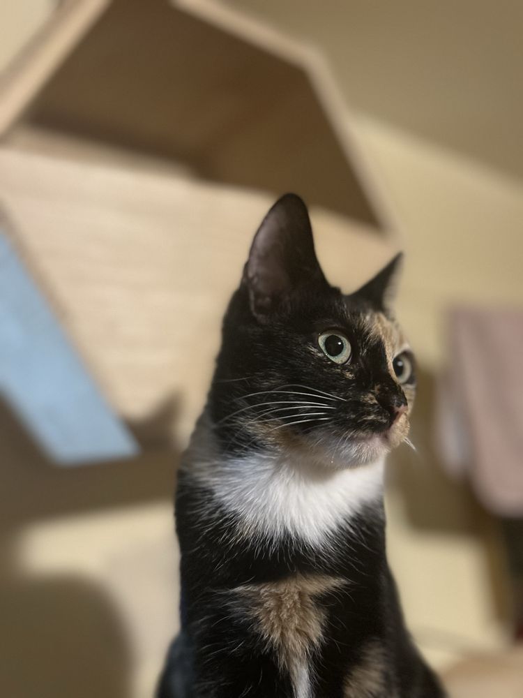 Kotka do adopcji
