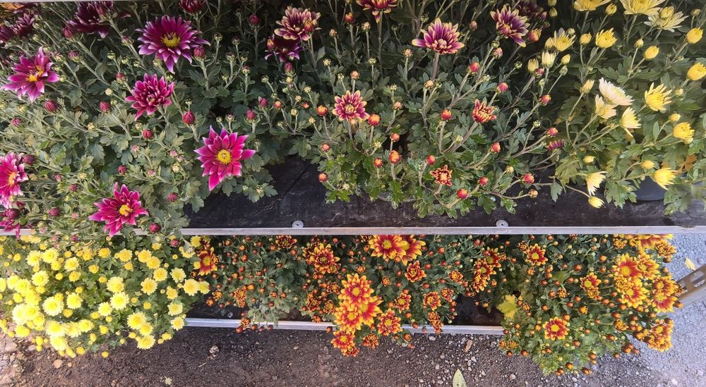 Przepiękne Chryzantemy już od 15 zł za sztukę