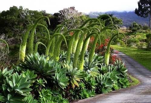 Planta de Madeira também conhecida como Agave Dragão