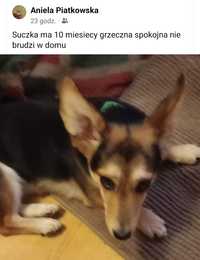 Suczka kundelek niska