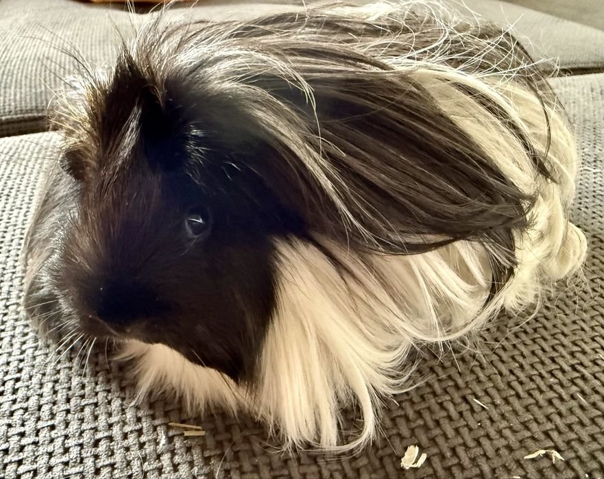 Świnki morskie peruwianki - długowłose. Razem z klatką.