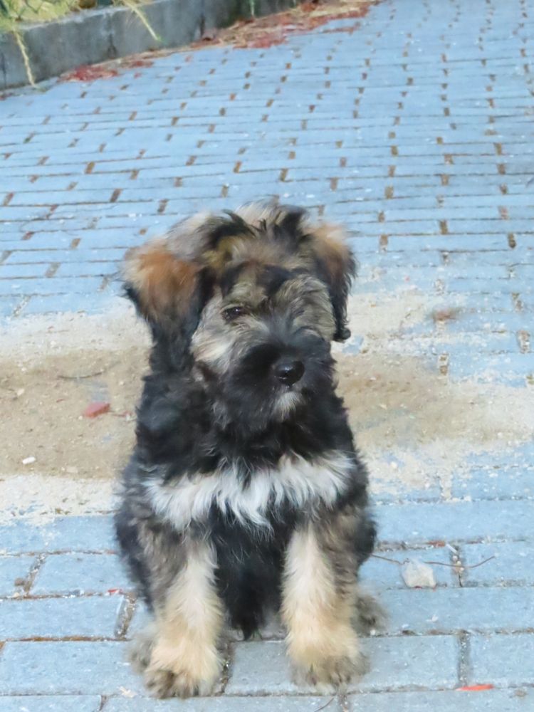 Cachorro Serra d’Aries para adoção