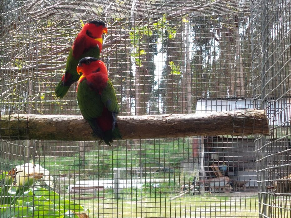 Tenho para cedências varios casais roselas e pyrrhuras loris