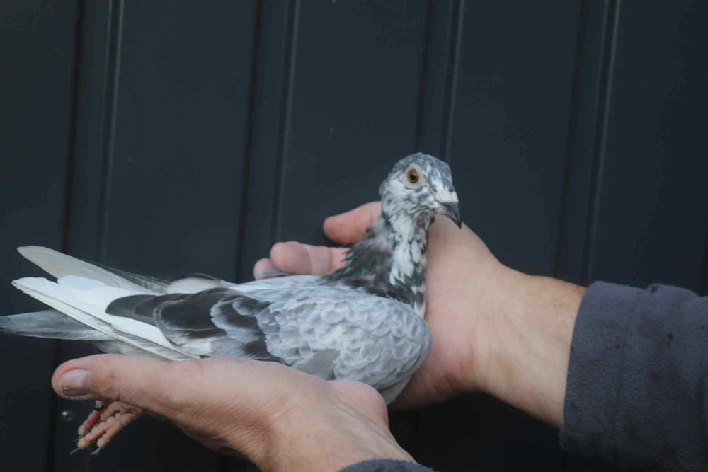 samica jos thone bardzo mocna budowa