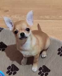 Малий чіхуахуа chihuahua