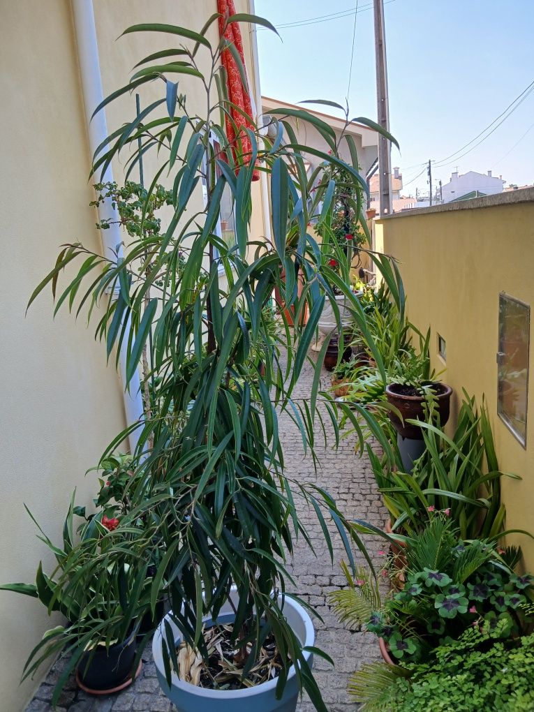 Vendo Ficos Maclellandii grande e em vaso.