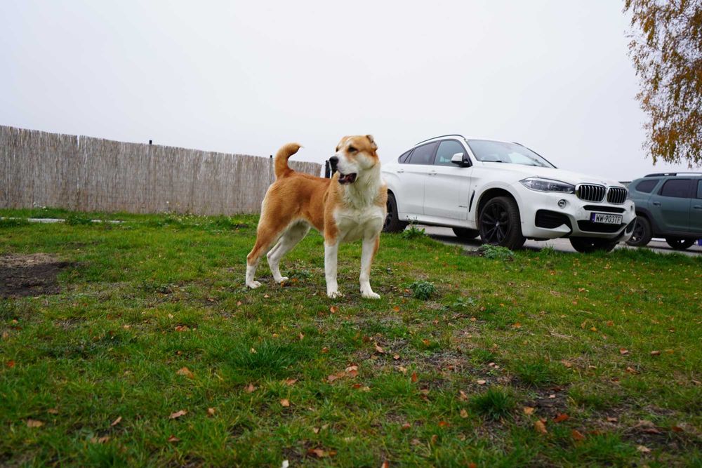 Owczarek środkowoazjatycki suka