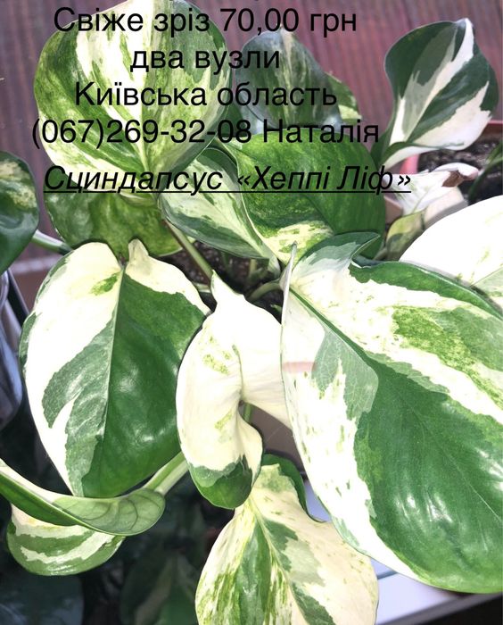 Сциндапсус, епіпремнум, потос види. Філодендрон