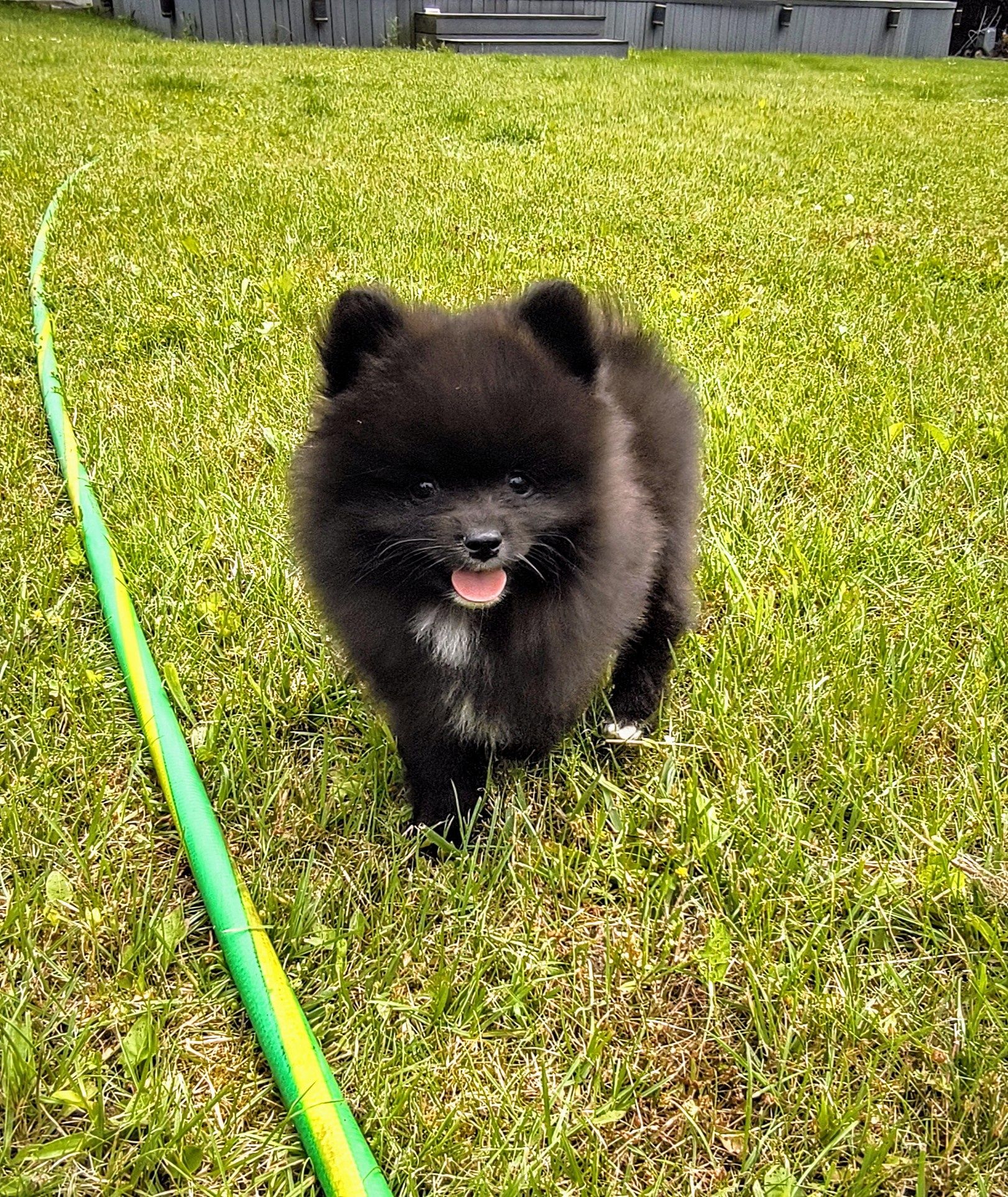 Pomeranian szpic miniaturowy suczka czarna z krawatką