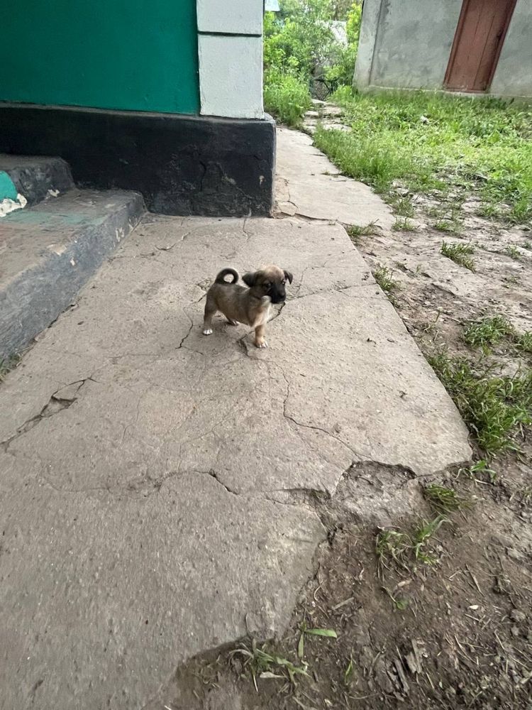 Віддам в добрі руки