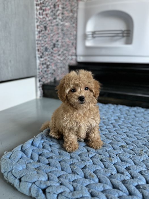 Мальтипу мальчик ф2