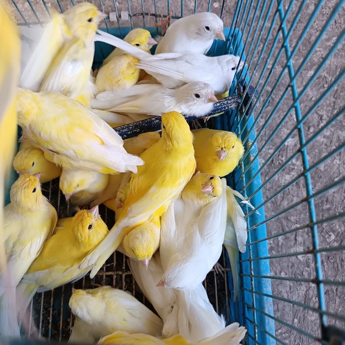 Vendo canários criados em viveiro