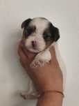 Yorkshire biewer Terrier