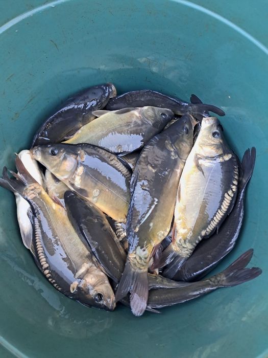 Lin kroczek 18-23cm Dostępny! Karp, Płoć, Amur