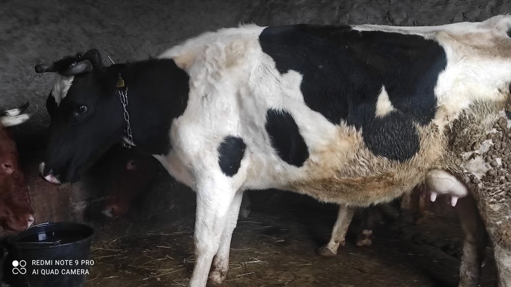 Продам корову молодую