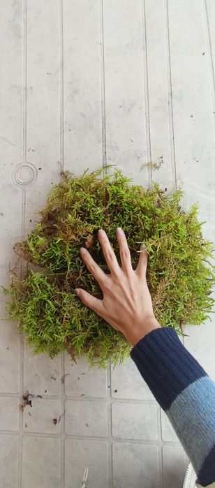 Musgo Natural para Presépio [Disponível]