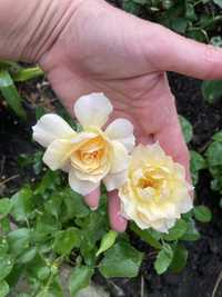 Роза садова